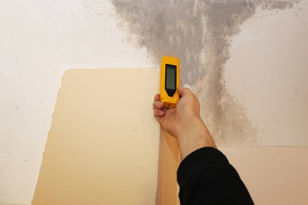 Best Basement Mold Removal  in West Berlin, NJ