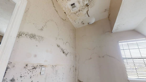  West Berlin, NJ Mold Removal Pros