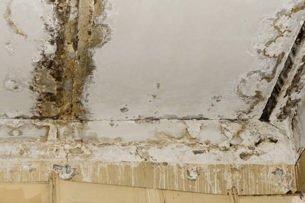 Best Emergency Mold Remediation  in West Berlin, NJ