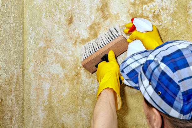 Best Environmental Consulting for Mold Prevention  in West Berlin, NJ